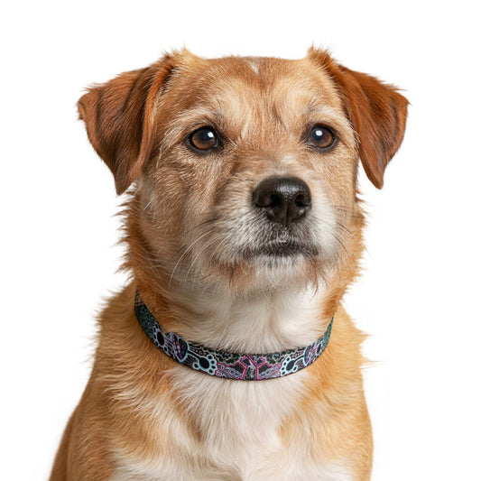 Disco Nightmare -  Adjustable Dog & Cat Collar