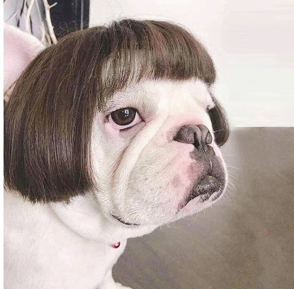 Human Hair Wig for your Dog.